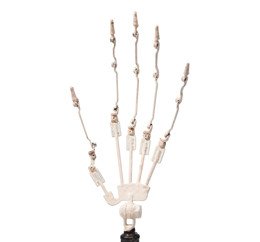 Articulated Hand Skeleton